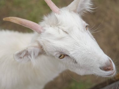 Ahşap bir çitin üzerinden başını eğen meraklı beyaz keçi, canlı yeşil bir alanda çevresini kokluyor ve keşfediyor.