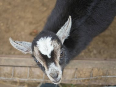 Alnında belirgin beyaz bir işaret olan sevimli yavru keçi bir çiftlik muhafazasının içinden yukarı bakar, kulakları kabarır ve gözleri merakla dolar.