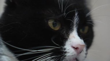 Siyah ve beyaz evcil kedi pembe burunlu havayı kokluyor, bıyıkları nazikçe seğiriyor, rahat ve huzurlu bir anda meraklı kedi hislerini açığa çıkarıyor..
