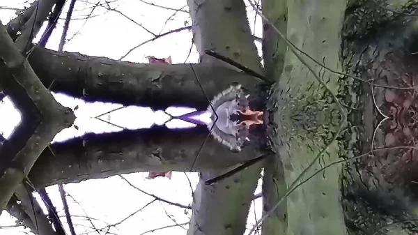 Squirrel on a Tree Digital Rendering