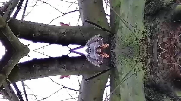 Eichhörnchen Auf Einem Baum — Stockfoto