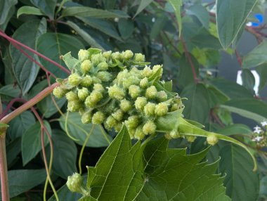 Üzüm Phylloxera safrası istilasına yakın çekim. Bir ağaca tırmanan üzüm yaprağına sarılmış. Yaprak bitine benzeyen böcek istilası. Bitki hastalıkları ve haşere kontrolü.
