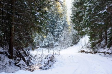 Dağların yamaçlarında güzel, yeşil kozalaklı bir orman. Kış mevsiminde açık hava eğlencesi