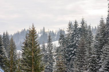 Dağların yamaçlarında güzel, yeşil kozalaklı bir orman. Kış mevsiminde açık hava eğlencesi