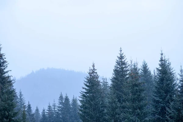 Beautiful winter green coniferous forest on the slopes of the mountains. Outdoor recreation in the winter season