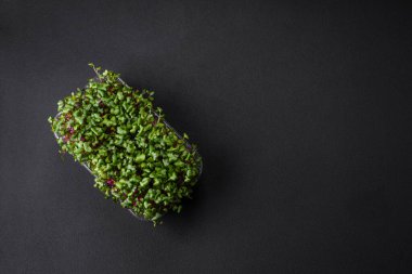 Fresh microgreen radish in a plastic box on a dark concrete background. Growing plants at home