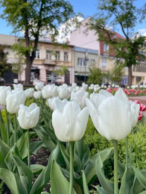 Güneşli bir bahar ateşine yakın yaşayan güzel laleler. İhtiyaçlarınız için bahar arkaplanı