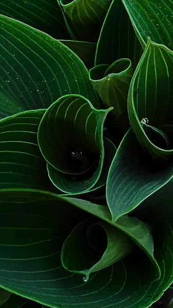 Grüne Blätter Einer Pflanze Mit Tautropfen Einem Frühlingshaft Warmen Frühen — Stockfoto