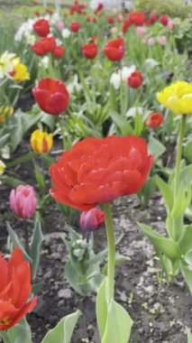 Çiçekli kırmızı lale çiçekleri olan güzel bir tarla ya da çimen. Doğal renkli arkaplan
