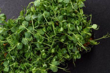 Genç taze bezelye mikroyeşil lahanalar plastik kutuda koyu beton arka planda.