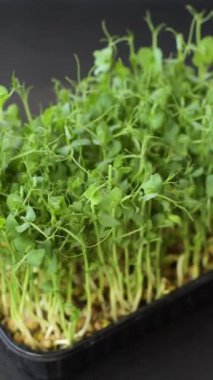 Genç taze bezelye mikroyeşil lahanalar plastik kutuda koyu beton arka planda.