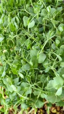 Genç taze bezelye mikroyeşil lahanalar plastik kutuda koyu beton arka planda.