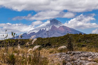 Fotoğrafın ortasında Cotopaxi volkanı, mavi gökyüzü ve ön planda Paramo bitkisi var.
