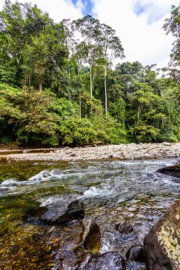 And Choco nehri, bir sürü yeşil orman, saf su ve yuvarlak kayalar.