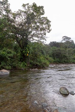 And Choco nehri, bir sürü yeşil orman, saf su ve yuvarlak kayalar.