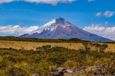 Fotoğrafın ortasında Cotopaxi volkanı, mavi gökyüzü ve ön planda Paramo bitkisi var.