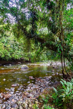 And Choco nehri, bir sürü yeşil orman, saf su ve yuvarlak kayalar.
