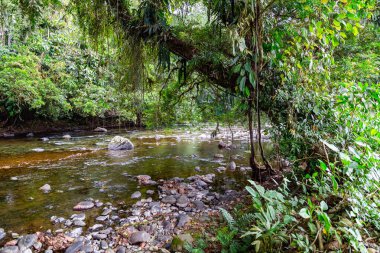 And Choco nehri, bir sürü yeşil orman, saf su ve yuvarlak kayalar.