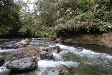 And Choco nehri, bir sürü yeşil orman, saf su ve yuvarlak kayalar.