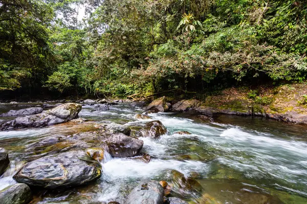 Rio Choco Andino Muita Selva Verde Água Pura Rochas Redondas Fotografia De Stock