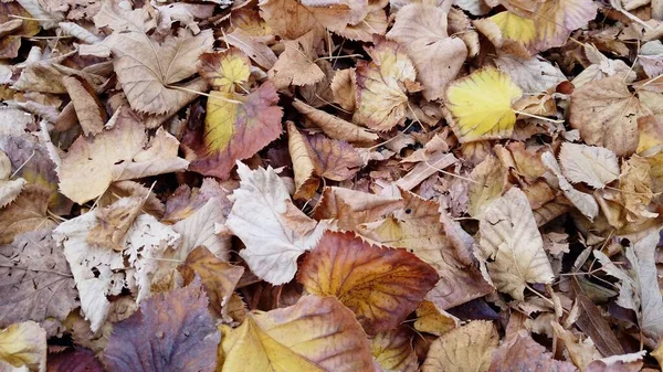 Outono Chegada Inverno Árvores Estão Perdendo Suas Folhas Vermelhas Verdes — Fotografia de Stock
