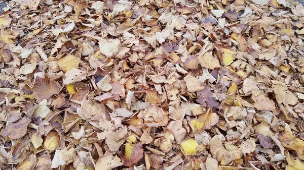 Jesień Nadejście Zimy Drzewa Tracą Swoje Czerwone Zielone Liście Park — Zdjęcie stockowe