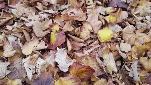 Φθινόπωρο Και Την Άφιξη Του Χειμώνα Δέντρα Χάνουν Κόκκινα Και — Αρχείο Βίντεο