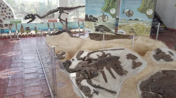 Colombia Villa Leyva August 2022 Paleontological Museum Remains Dinosaur Fossils — Stock Photo, Image