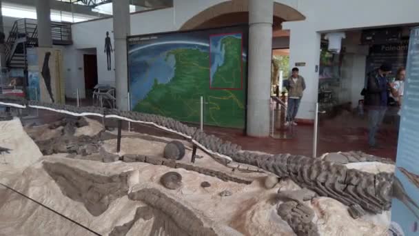Kolumbien Villa Leyva August 2022 Paläontologisches Museum Mit Überresten Von — Stockvideo