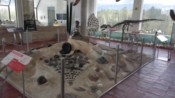 Kolumbien Villa Leyva August 2022 Paläontologisches Museum Mit Überresten Von — Stockvideo