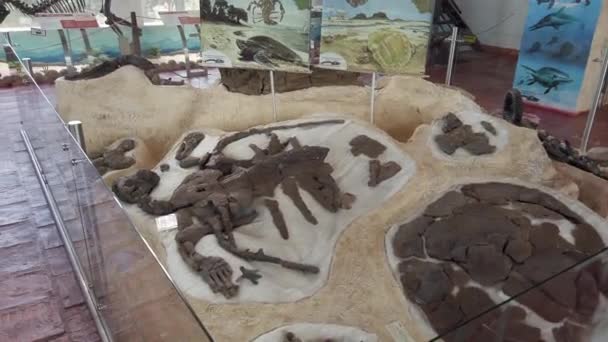 コロンビア ヴィラ レイヴァ2022年8月恐竜化石とこれらの土地に生息する様々な海洋動物の遺跡と古生物博物館 — ストック動画