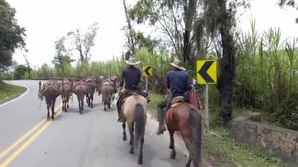 Kolumbia Villa Leyva Sierpień 2022 Tubylcy Prowadzą Konie Wzdłuż Drogi — Wideo stockowe