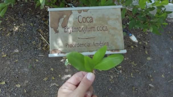 Coca Erythroxylum Leaf Colombia Lövet Från Vilket Drogen Framställs Och — Stockvideo
