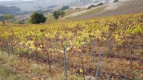 意大利布罗尼奥尔特波巴夫塞 秋天用黄绿相间的落叶和干旱的泥土酿造五彩缤纷的葡萄酒的葡萄园的无人机摄像 — 图库视频影像