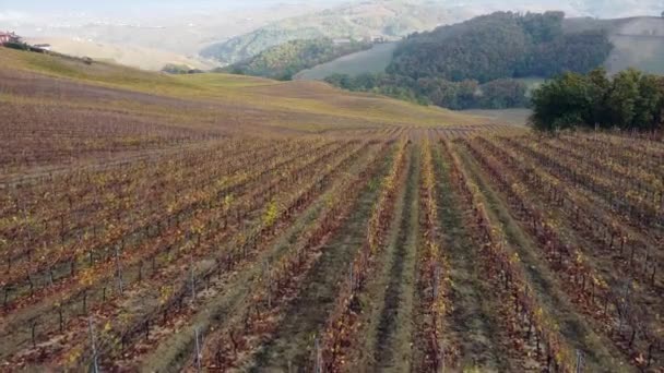 Letecký Záznam Vinice Pro Výrobu Vína Barevnými Listy Podzimní Sezóně — Stock video