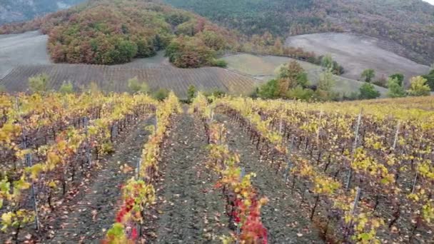 Letecký Záznam Vinice Pro Výrobu Vína Barevnými Listy Podzimní Sezóně — Stock video