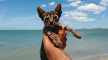 Karayip Denizi 'nin önünde el ele tutuşmuş sevimli kedi yavrusu Cabo de la Vela, Guajira, Kolombiya' daki kameraya bakıyor.