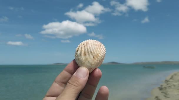 Close Hand Holding Seashell Beach — Stok video