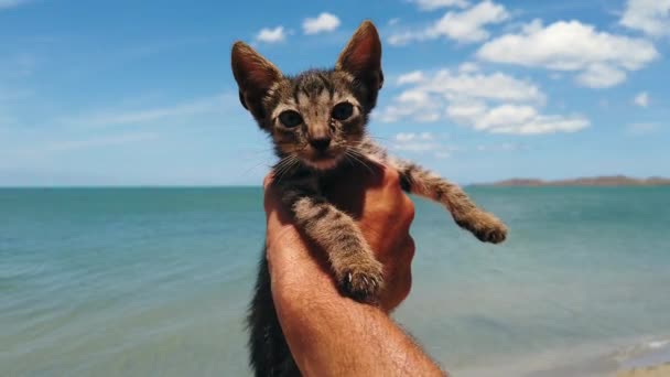 Lindo Cachorro Gato Recién Nacido Agarrado Mano Frente Mar Caribeño — Vídeo de stock