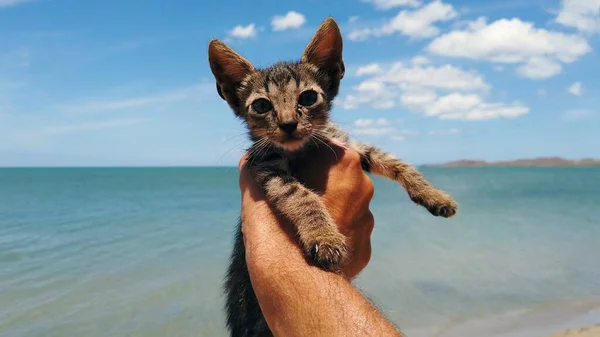 Lindo Cachorro Gato Recién Nacido Agarrado Mano Frente Mar Caribeño — Foto de Stock