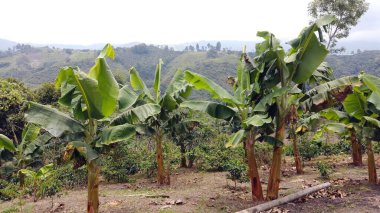 Salento kafe bölgesinin yakınlarındaki kafeterya bölgesinde kahve bitkileriyle kahve ekiminin insansız hava aracı görüntüsü dünyanın en yüksek balmumu palmiye bitkileri ve fantastik muz bitkileri