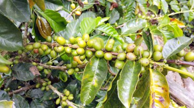 Salento kafe bölgesinin yakınlarındaki kafeterya bölgesinde kahve bitkileriyle kahve ekiminin insansız hava aracı görüntüsü dünyanın en yüksek balmumu palmiye bitkileri ve fantastik muz bitkileri