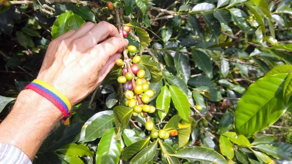 Coffee plant in Colombia, Salento area rich in coffee plantations - Hand collects the ripe red beans and leaves the green ones on the plant during the ripening phase