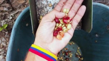 Kolombiya 'daki kahve fabrikası, Salento bölgesi kahve tarlaları açısından zengin.