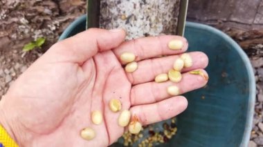 Kolombiya 'nın Salento bölgesi kafeteryasında kahve tarlası. Bitkinin üzerindeki yeşil kahve çekirdekleri olgunlaştı ve hasat ve işleme hazır.