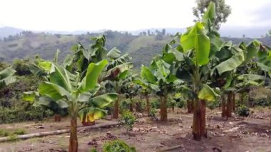 Salento kahve bölgesi yakınlarındaki kafeterya bölgesinde kahve bitkileriyle kahve ekiminin insansız hava aracı görüntüsü dünyanın en yüksek balmumu palmiye bitkileri ve fantastik...