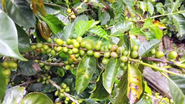 Kawiarnia Kolumbii Obszar Salento Bogaty Plantacje Kawy Dojrzała Zielona Fasola — Wideo stockowe