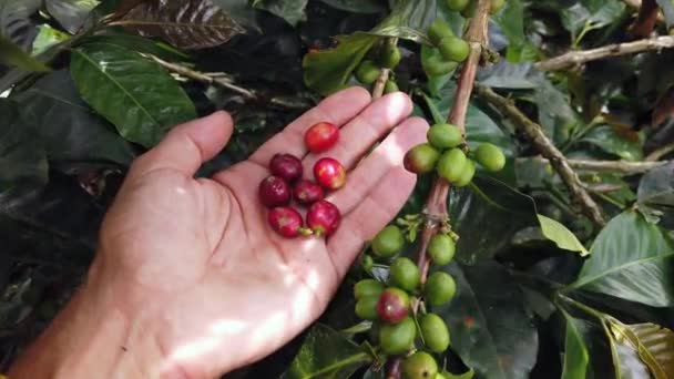 Καφές Φυτό Στην Κολομβία Salento Περιοχή Πλούσια Φυτείες Καφέ Χέρι — Αρχείο Βίντεο