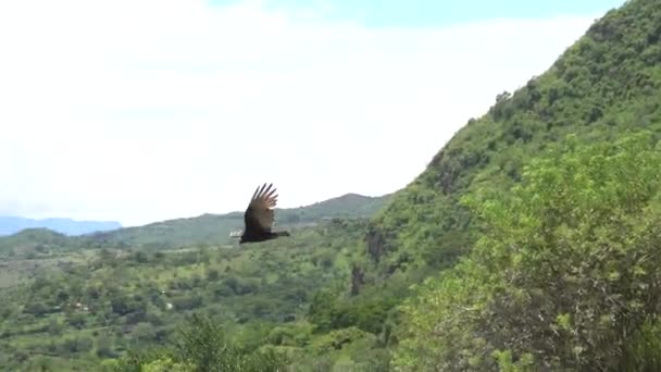 Beautiful Footage Eagle Flying Forest Wild Untouched Nature Amazon Rainforest — Stock Video