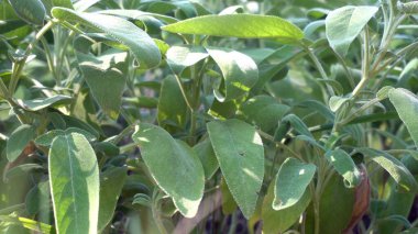 Adaçayı yaprağı ve ekme - mutfak tatları ve baharatlar - yiyecek kullanımı için adaçayı yetiştirir.